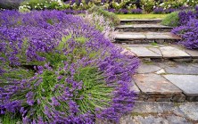 The Ultimate Guide: Tips for Growing Lavender in Your Garden